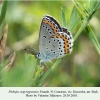 plebeius argyrognomon kursavka female 2